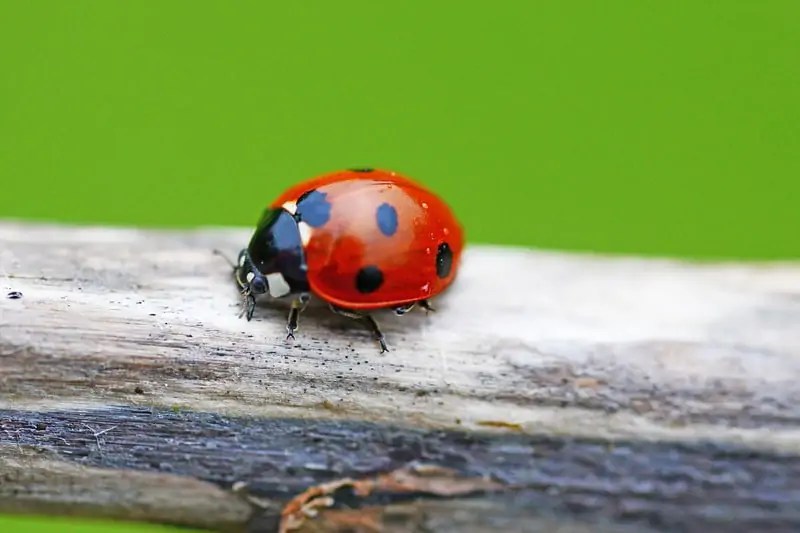 Do Ladybugs Bite? (Answered) Wildlife Informer