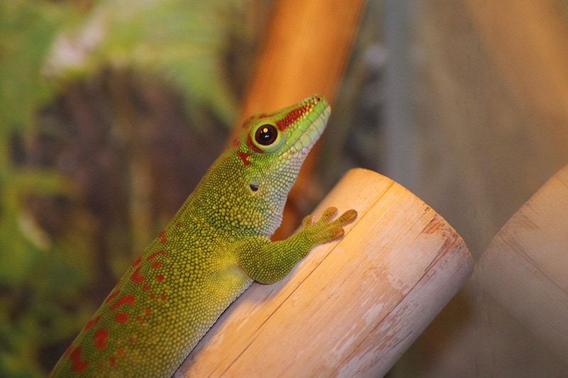 8 Pet Reptiles For a 10 Gallon Tank (With Pictures