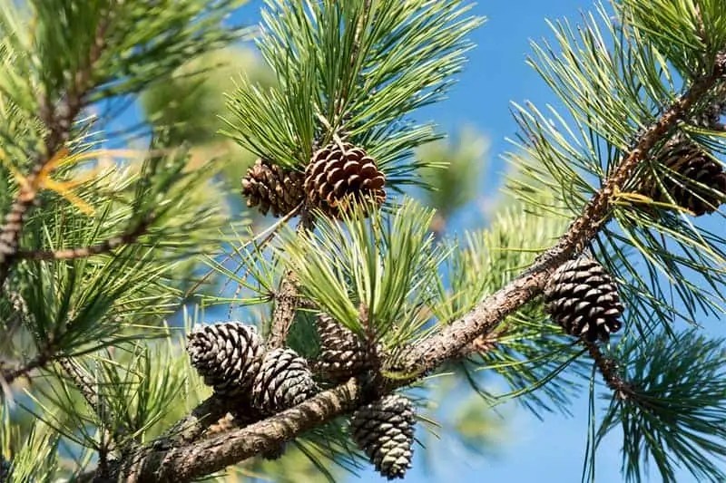 30 Types of Coniferous Trees (With Pictures) Wildlife Informer