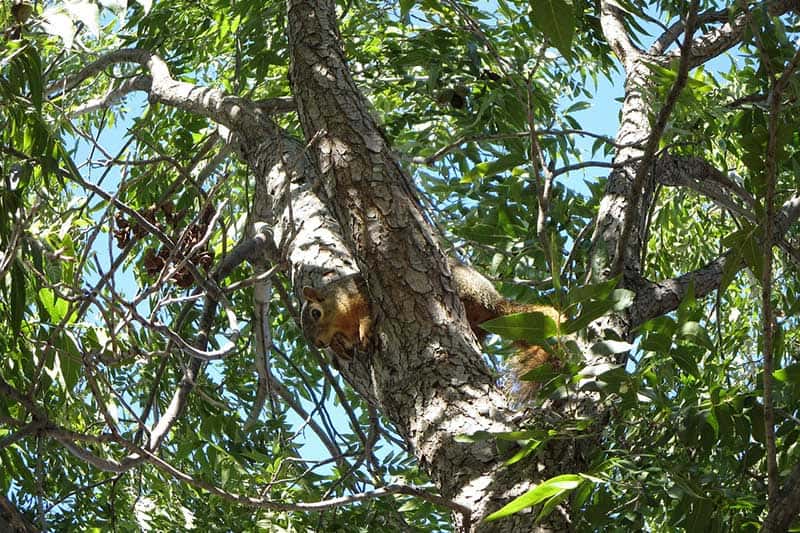 Types of Deciduous Trees (30 Examples) Wildlife Informer