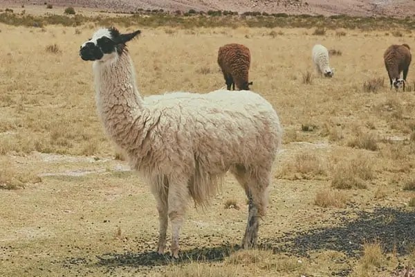 11 Examples of Animals That Spit (With Pictures) - Wildlife Informer