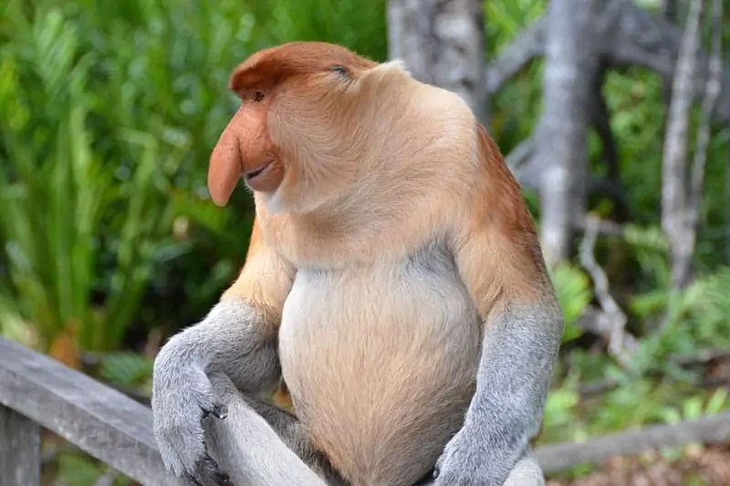 15 Animals With Big Noses (Pictures and Fun Facts) Wildlife Informer