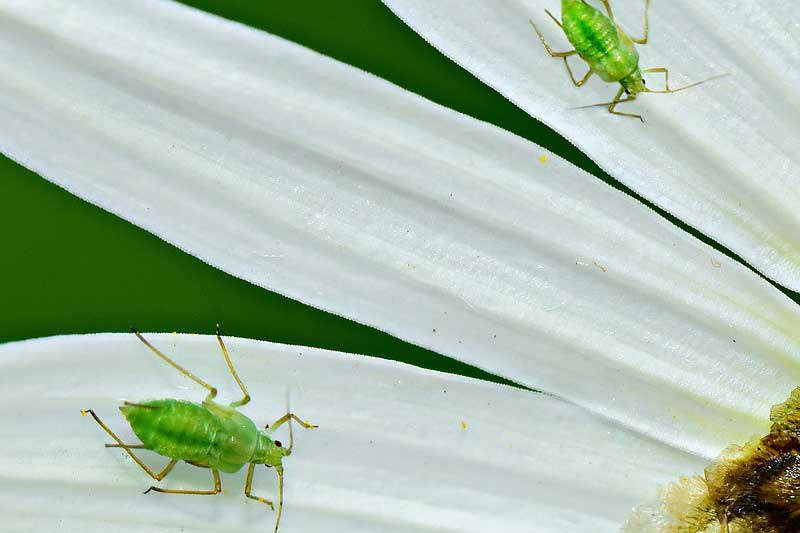 16 Examples of Viviparous Animals (With Pictures) Wildlife Informer