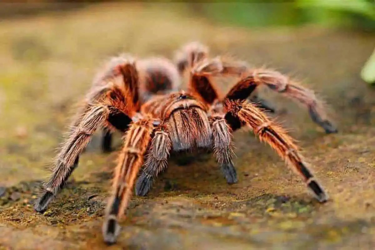7 Types of Tarantulas in Texas (Pictures) Wildlife Informer