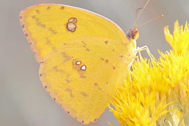 9 Common Butterflies in Florida (With Pictures) Wildlife Informer