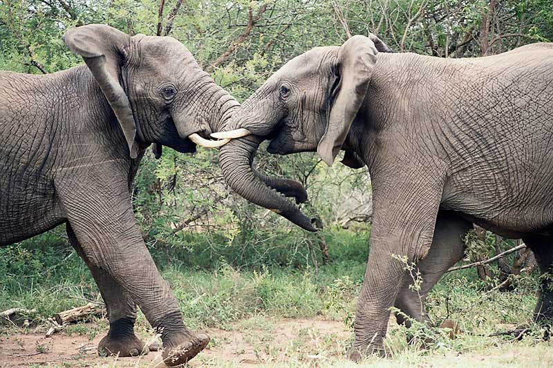 12 Well Known Animals with Thick Skin (Pictures) Wildlife Informer