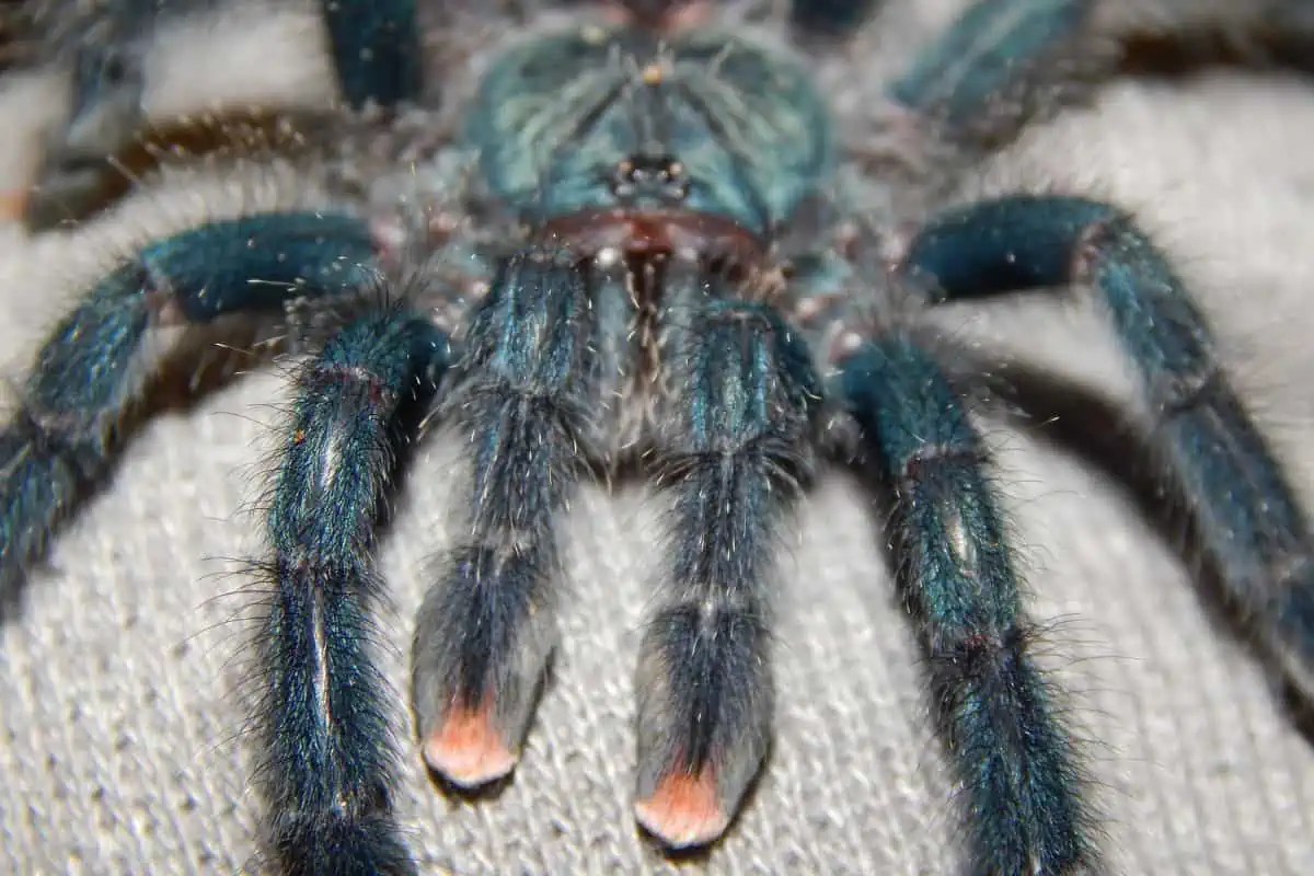 Pinktoe Tarantula Care Sheet (7 Things To Know) Wildlife Informer