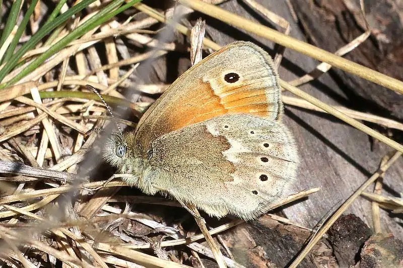 11 Types of Butterflies in California (With Pictures) Wildlife Informer