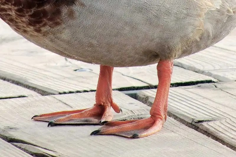 16 Fascinating Adaptations of Animals - Wildlife Informer