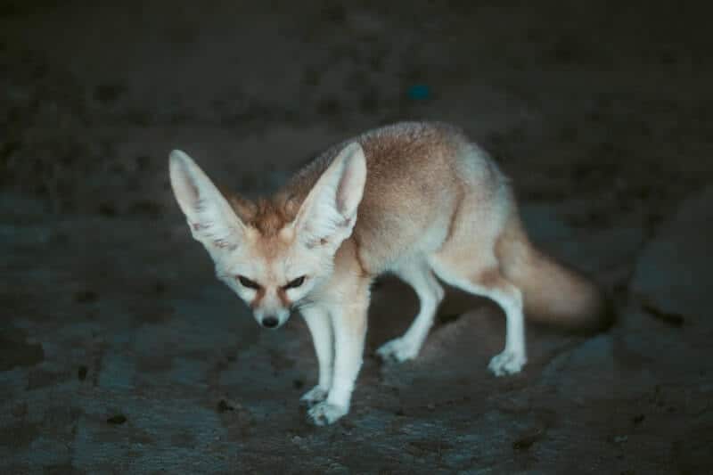 11 Animals with Long Ears (with Pictures) Wildlife Informer