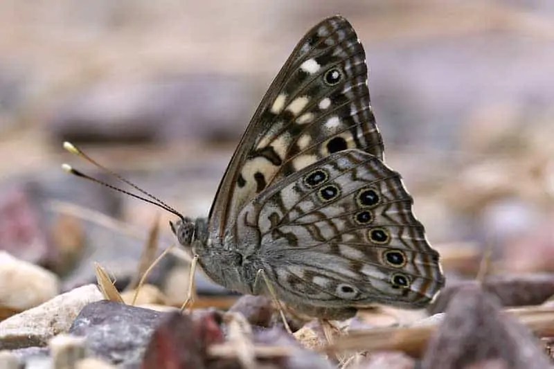 18 Types of Butterflies in Arizona (With Pictures) Wildlife Informer