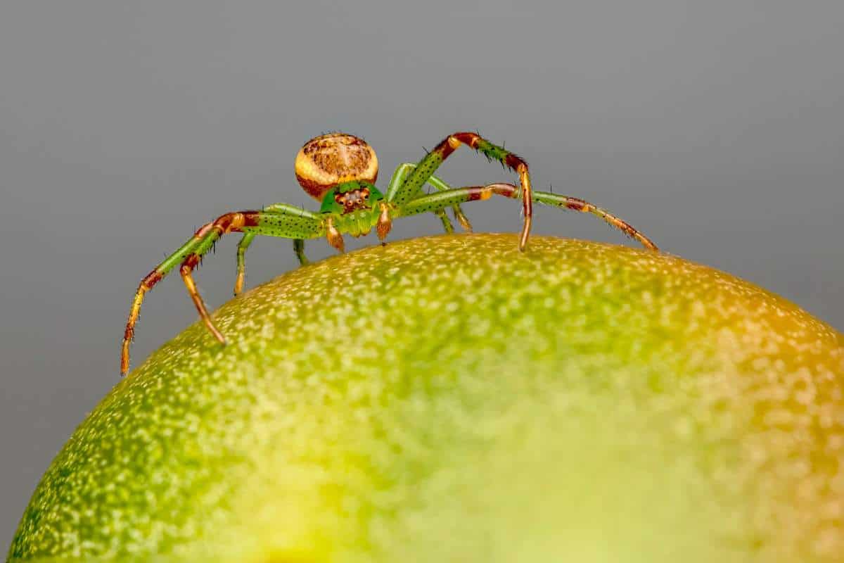 8 Interesting Spiders That Look Like Crabs Wildlife Informer