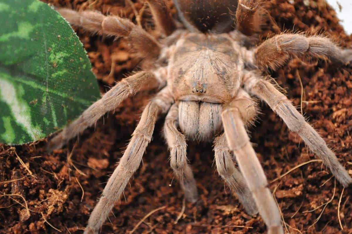 The 2 Types of Tarantulas in Colorado (Pictures) Wildlife Informer