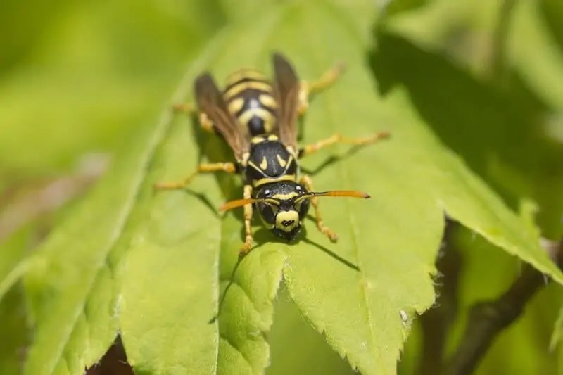 12 Wasps That Look Like Bees (Pictures) Wildlife Informer