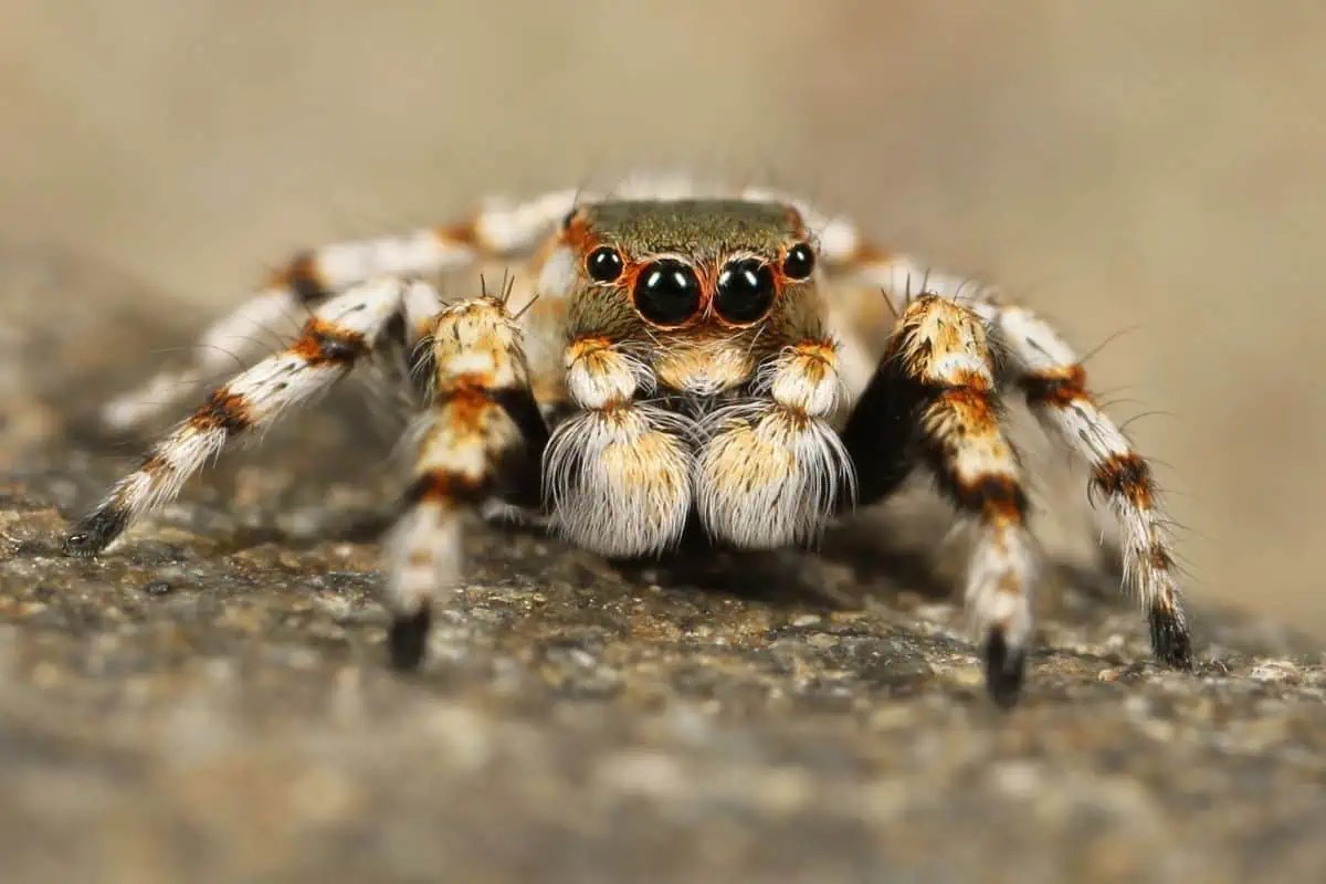 8 Common Spiders in Virginia (ID Pictures) Wildlife Informer