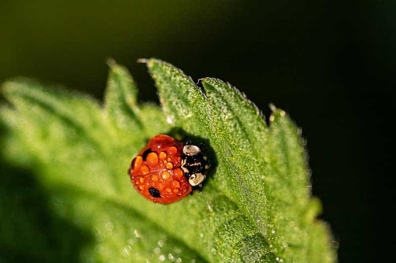 Are Ladybugs Poisonous To Dogs And Cats