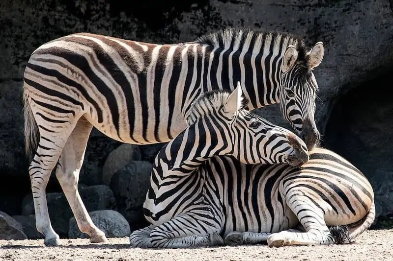 What Do Zebras Eat? (Answered) Wildlife Informer
