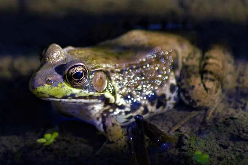 Where Do Frogs Go in the Winter? Wildlife Informer