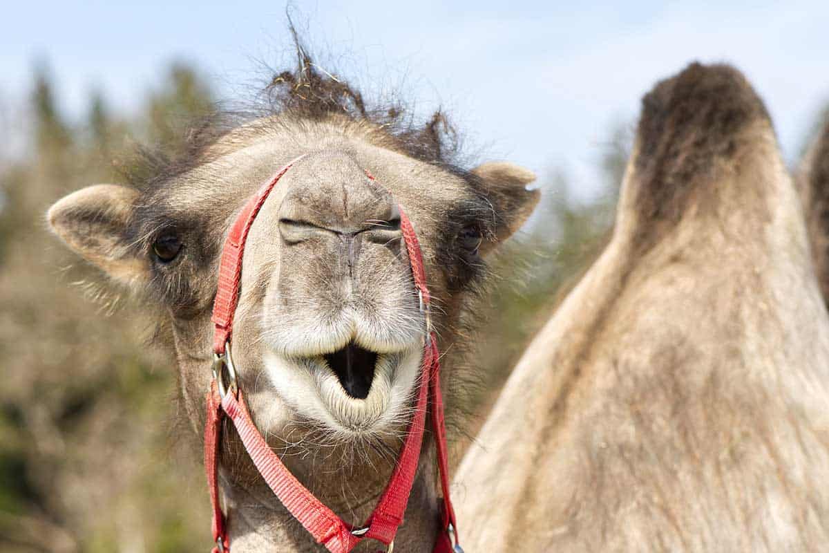 11 Examples of Animals That Spit (With Pictures) - Wildlife Informer