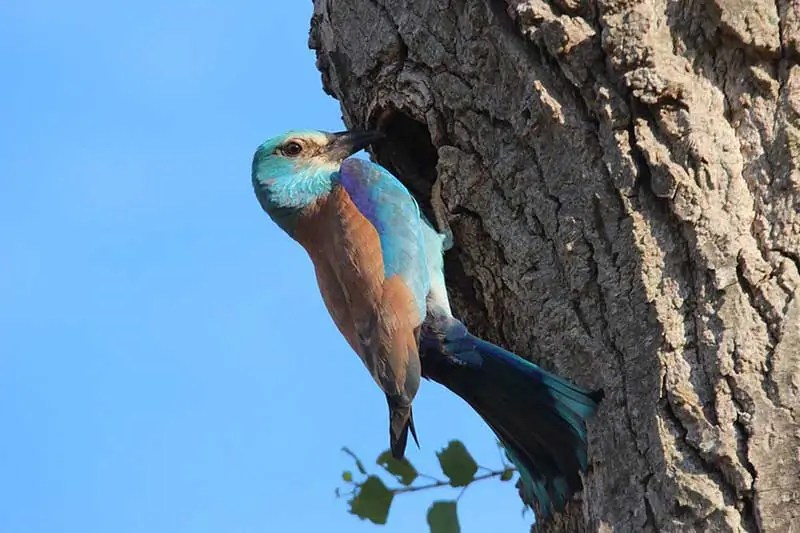 11 Examples of Animals That Spit (With Pictures) - Wildlife Informer