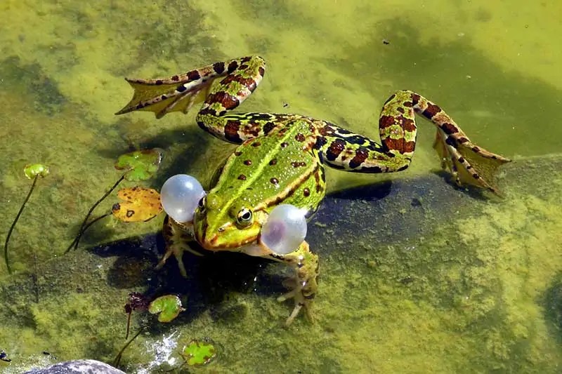 Why Do Frogs Croak at Night? (Answered) Wildlife Informer