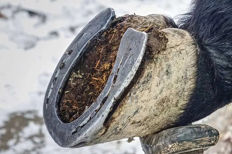 Do Horseshoes Hurt Horses? (Answered) Wildlife Informer