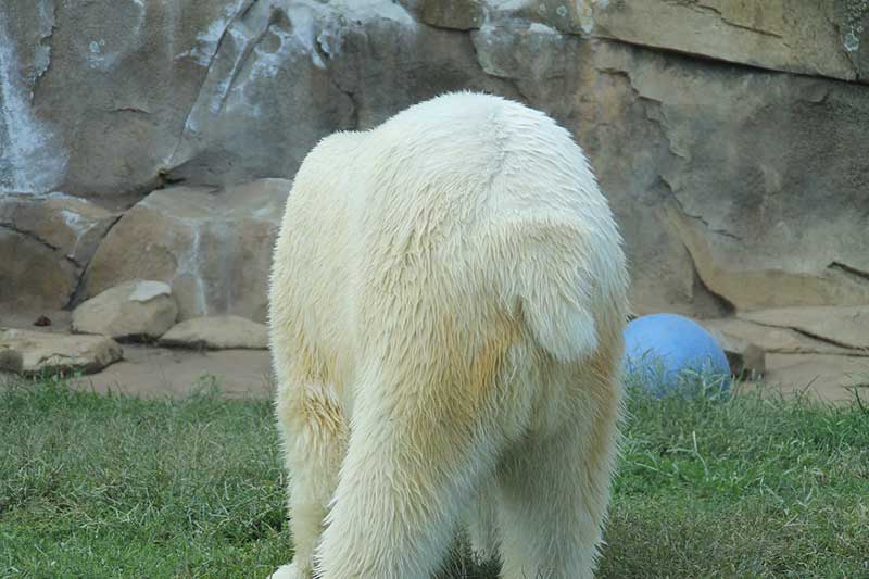 Do Bears Have Tails? (Answered with 5 Examples) Wildlife Informer