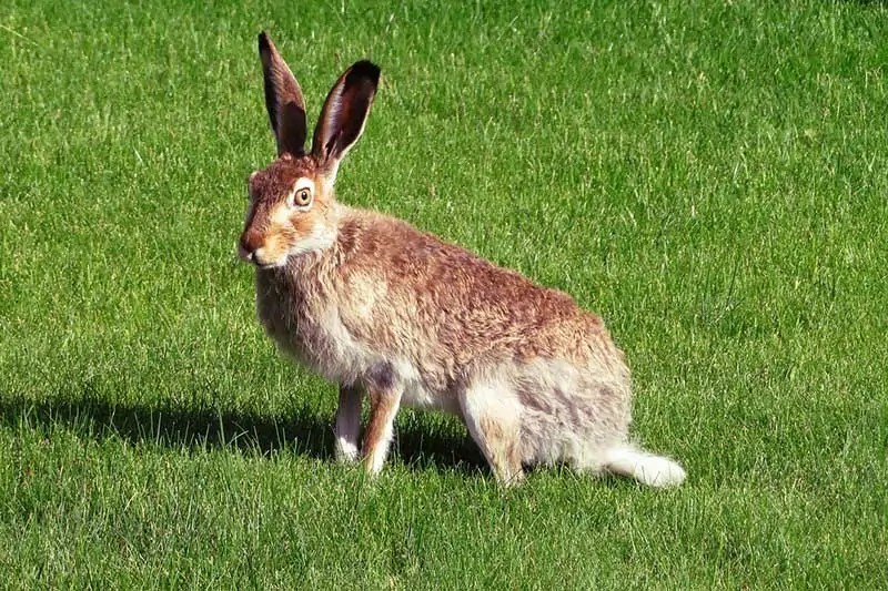 Rabbit Symbolism (Spiritual Meanings & Interpretations) Wildlife Informer