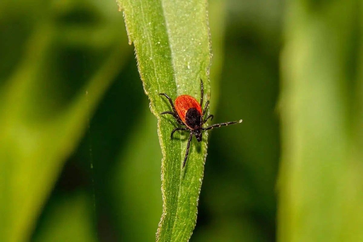 6 Types of Ticks in Texas (Pictures) Wildlife Informer
