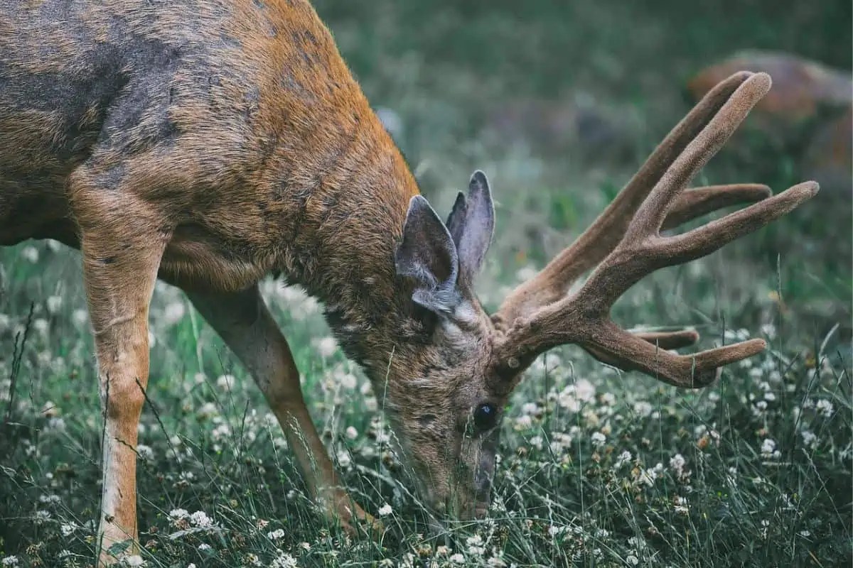 Do Deer Eat Impatiens? (Answered) Wildlife Informer