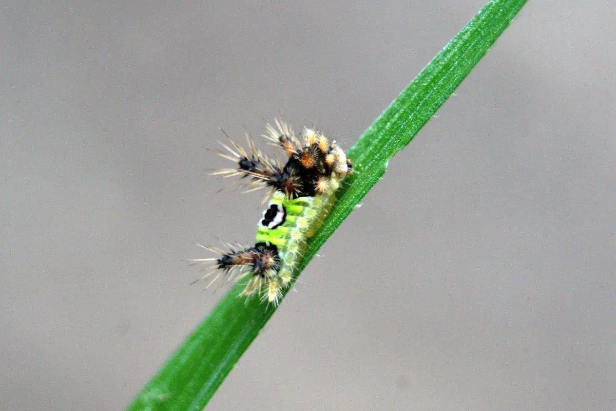 15 Caterpillars in (With Pictures) Wildlife Informer
