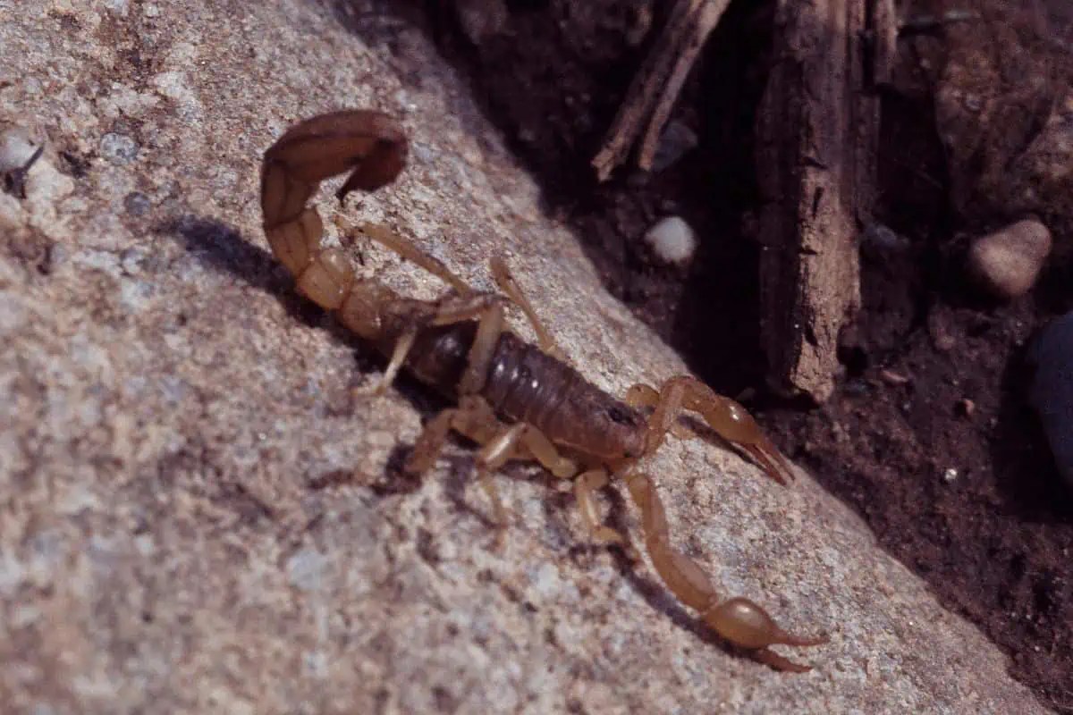 Scorpions In North Carolina (Pictures & Facts) Wildlife Informer