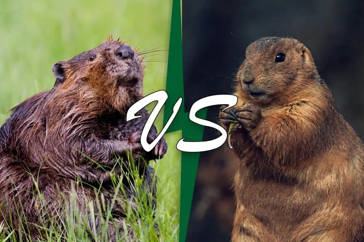 Beaver Vs Groundhog (11 Differences) Wildlife Informer
