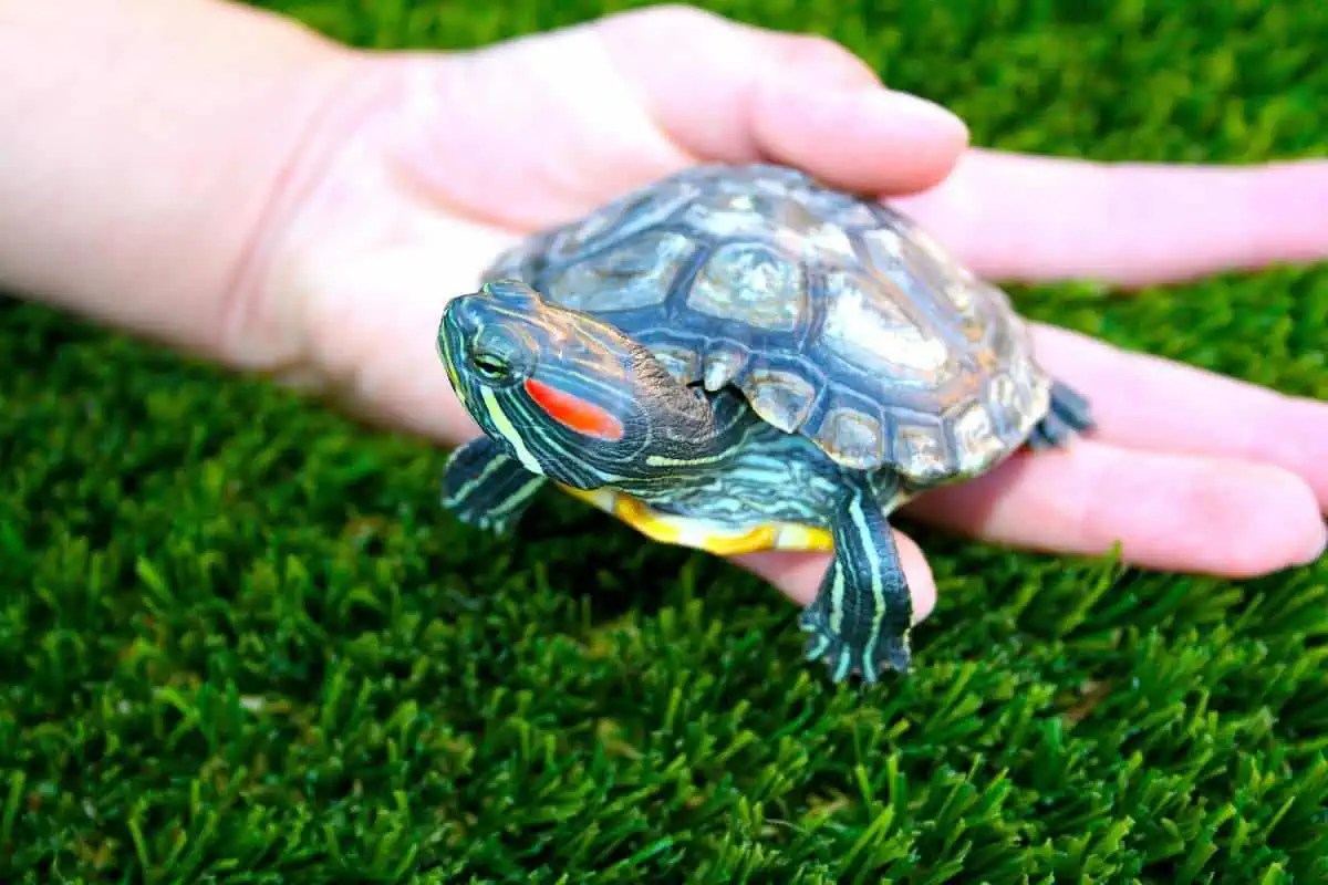 Can You Keep a Wild Turtle as a Pet? Wildlife Informer