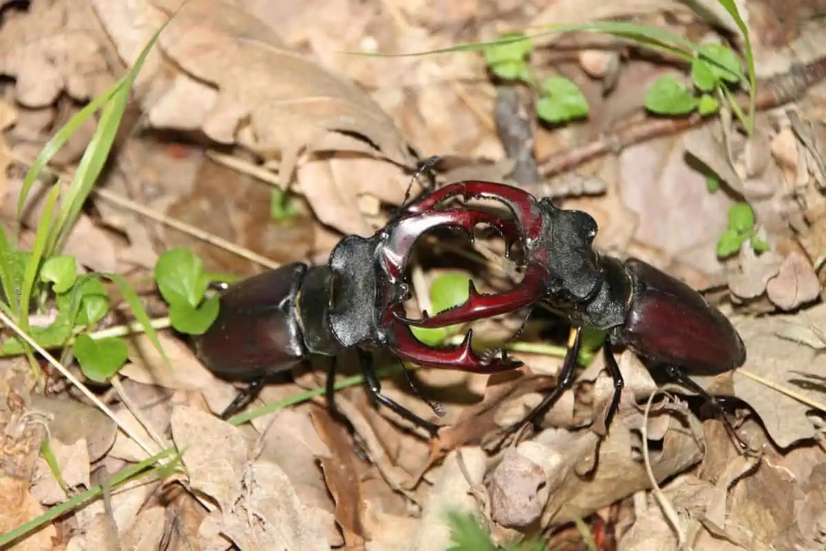 Are Stag Beetles Dangerous? Wildlife Informer