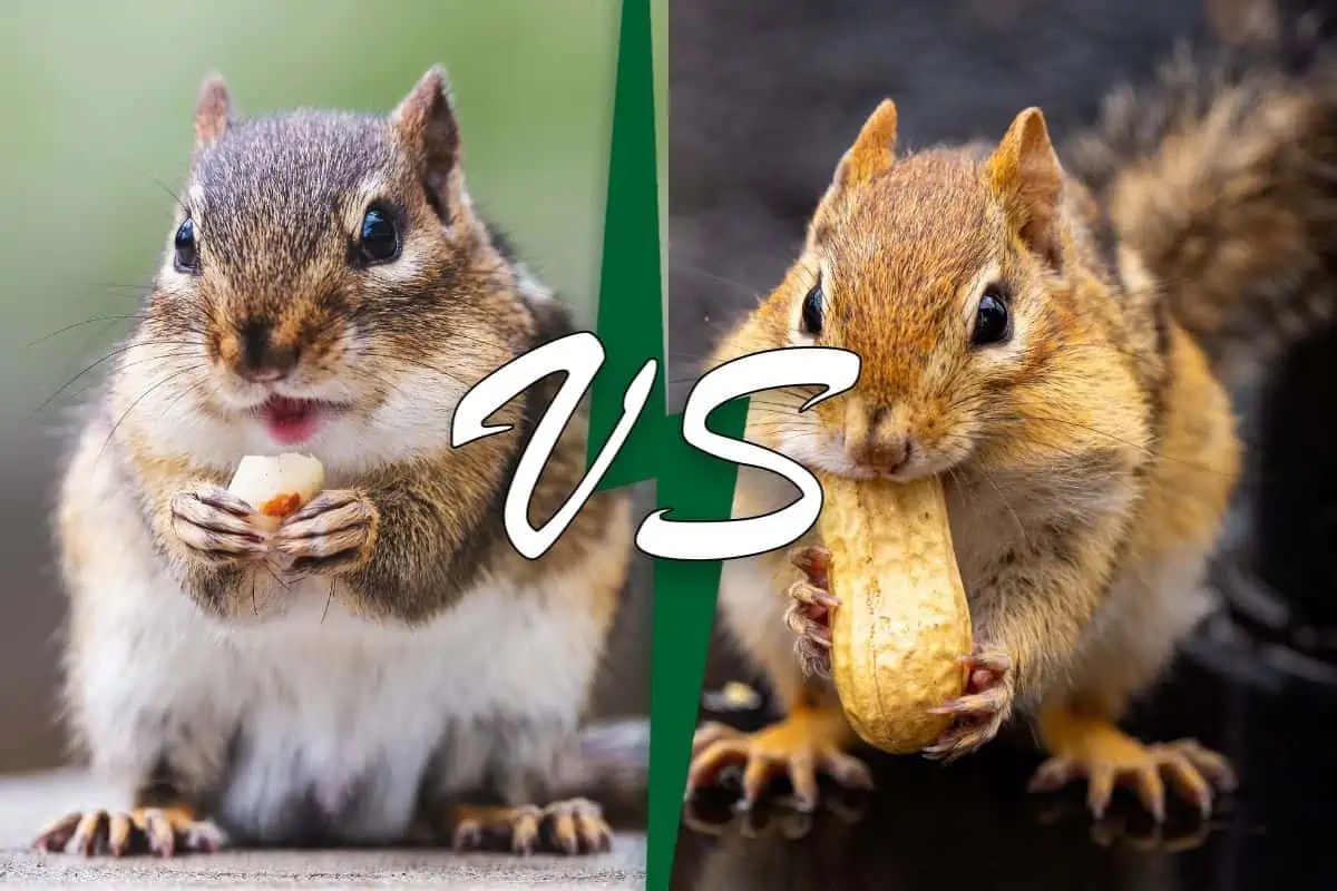 Tree Squirrel Vs Ground Squirrel (6 Differences) Wildlife Informer