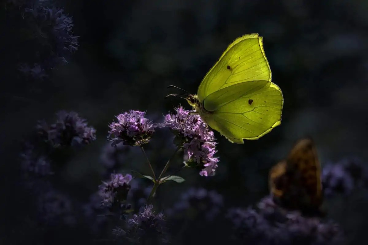 12 of the Longest Living Insects on Earth! Wildlife Informer