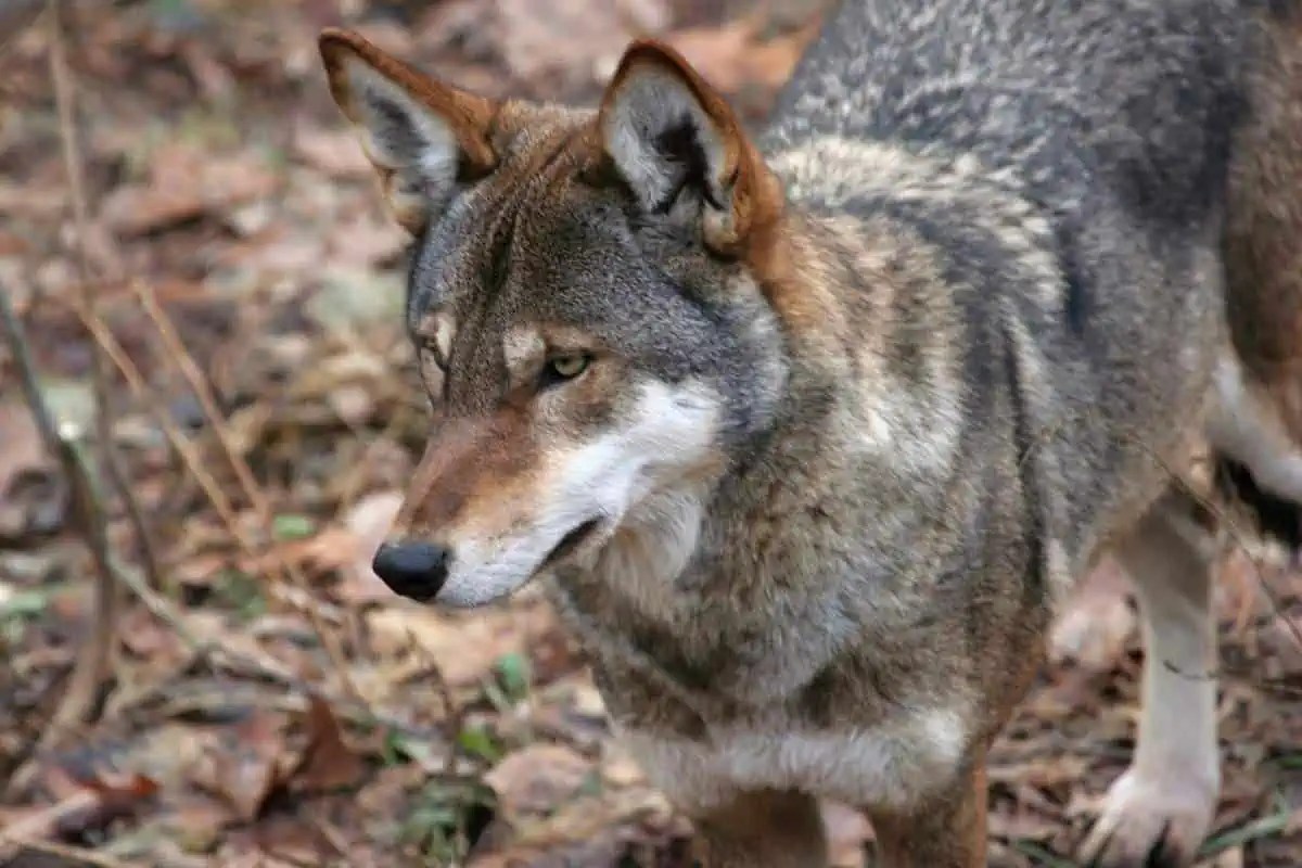 Are There Red Wolves in Tennessee? Wildlife Informer