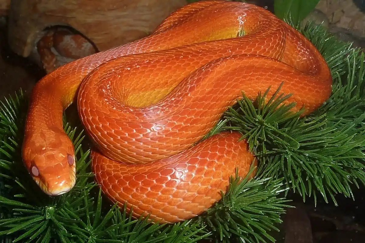 Why Does My Corn Snake Hide All the Time? Wildlife Informer