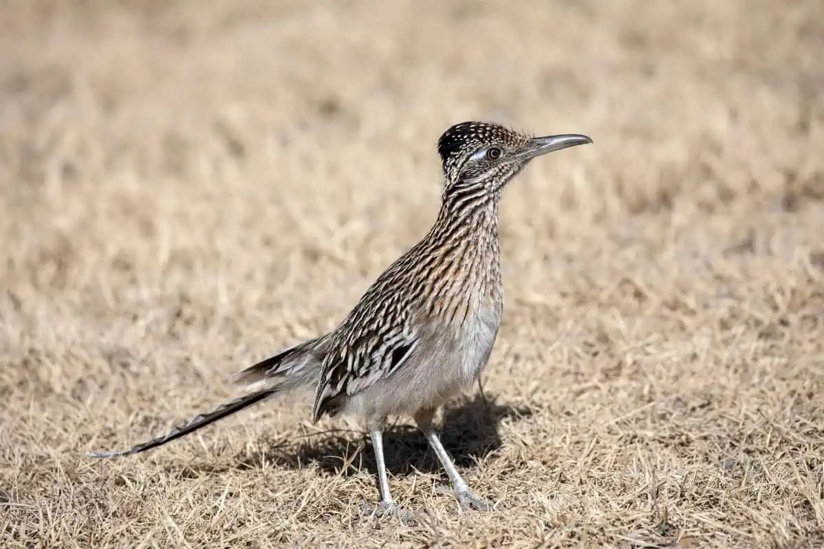 The 7 New Mexico State Animals (Facts, Pictures) Wildlife Informer