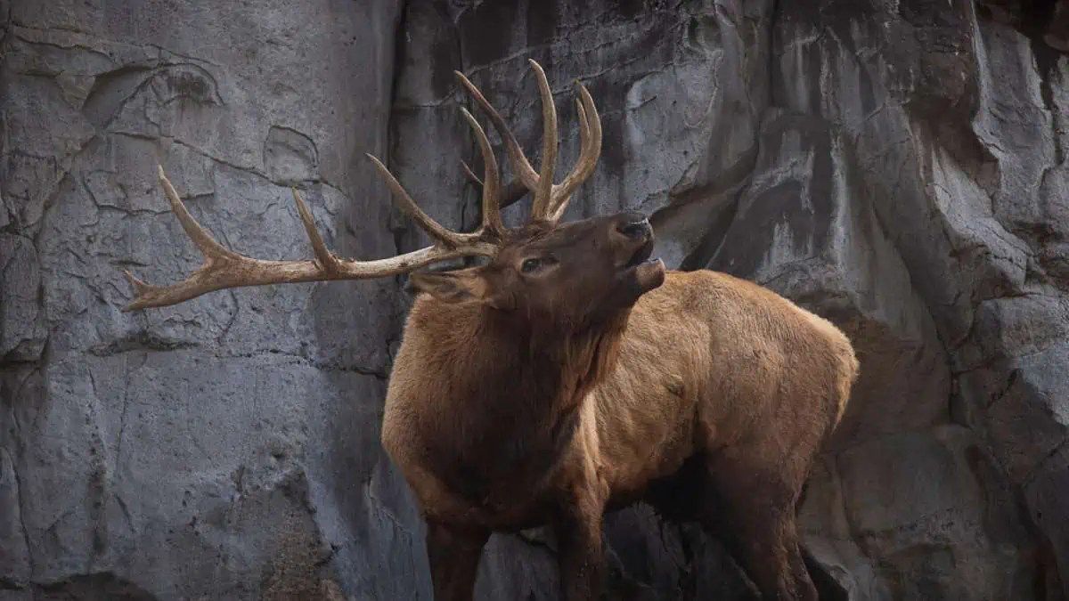 How Big is an Elk? (Learn About Elk Size) Wildlife Informer