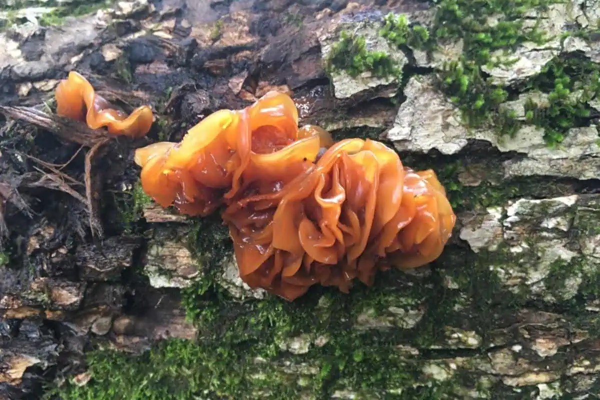 8 Mushrooms That Look Like Brains Wildlife Informer