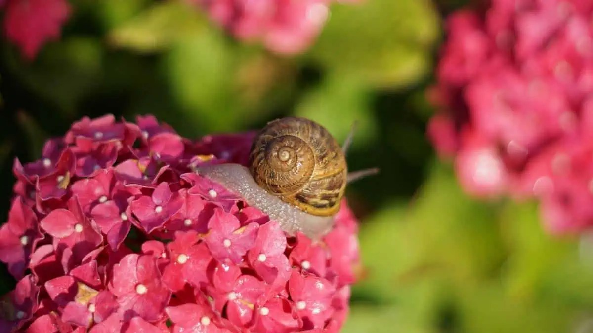 12 Animals That Eat Hydrangeas (Pictures) Wildlife Informer