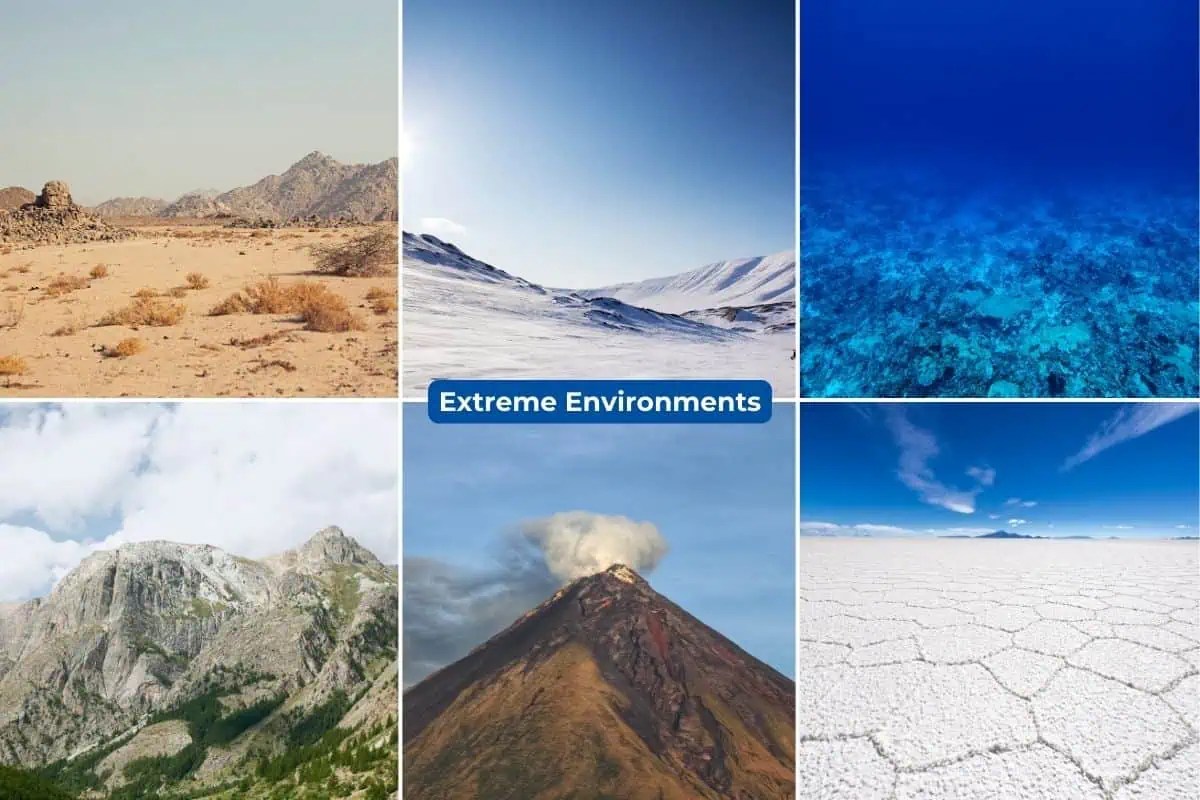 25 Animals That Live in Extreme Environments Wildlife Informer