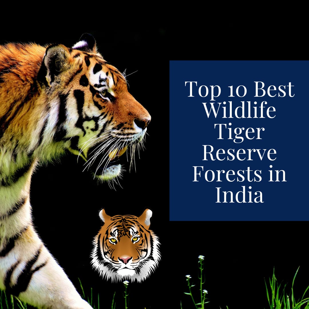 Top 10 best wildlife tiger reserve forest in India Wildlifekart is an