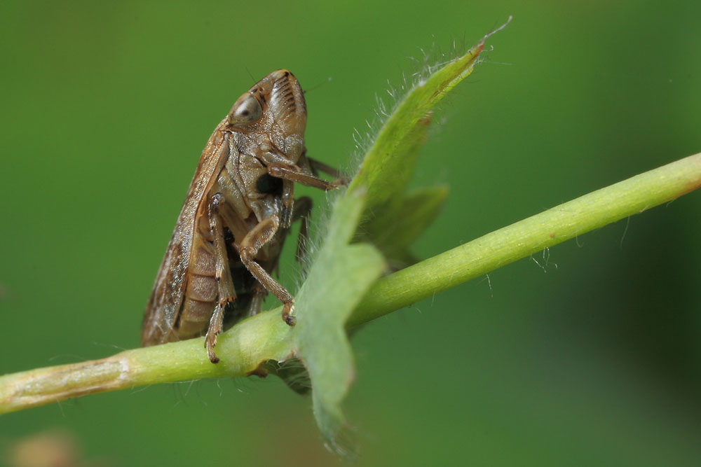 Common Froghopper wildlifemacro