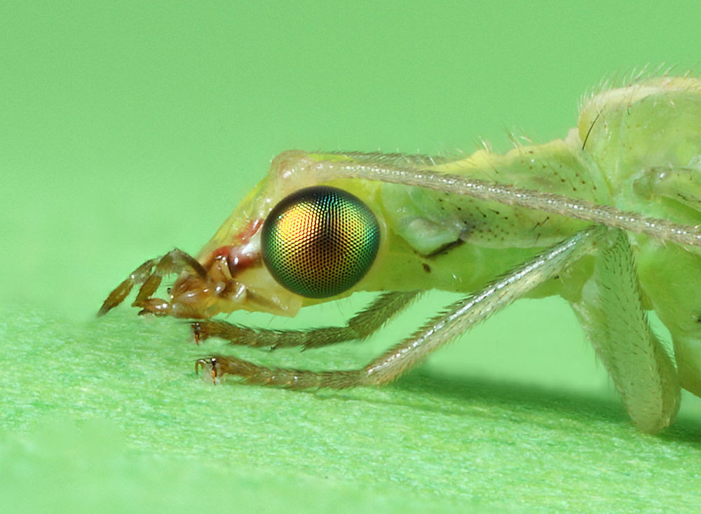Green Lacewing wildlifemacro