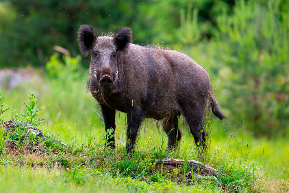 Top 189+ Animals that live in europe