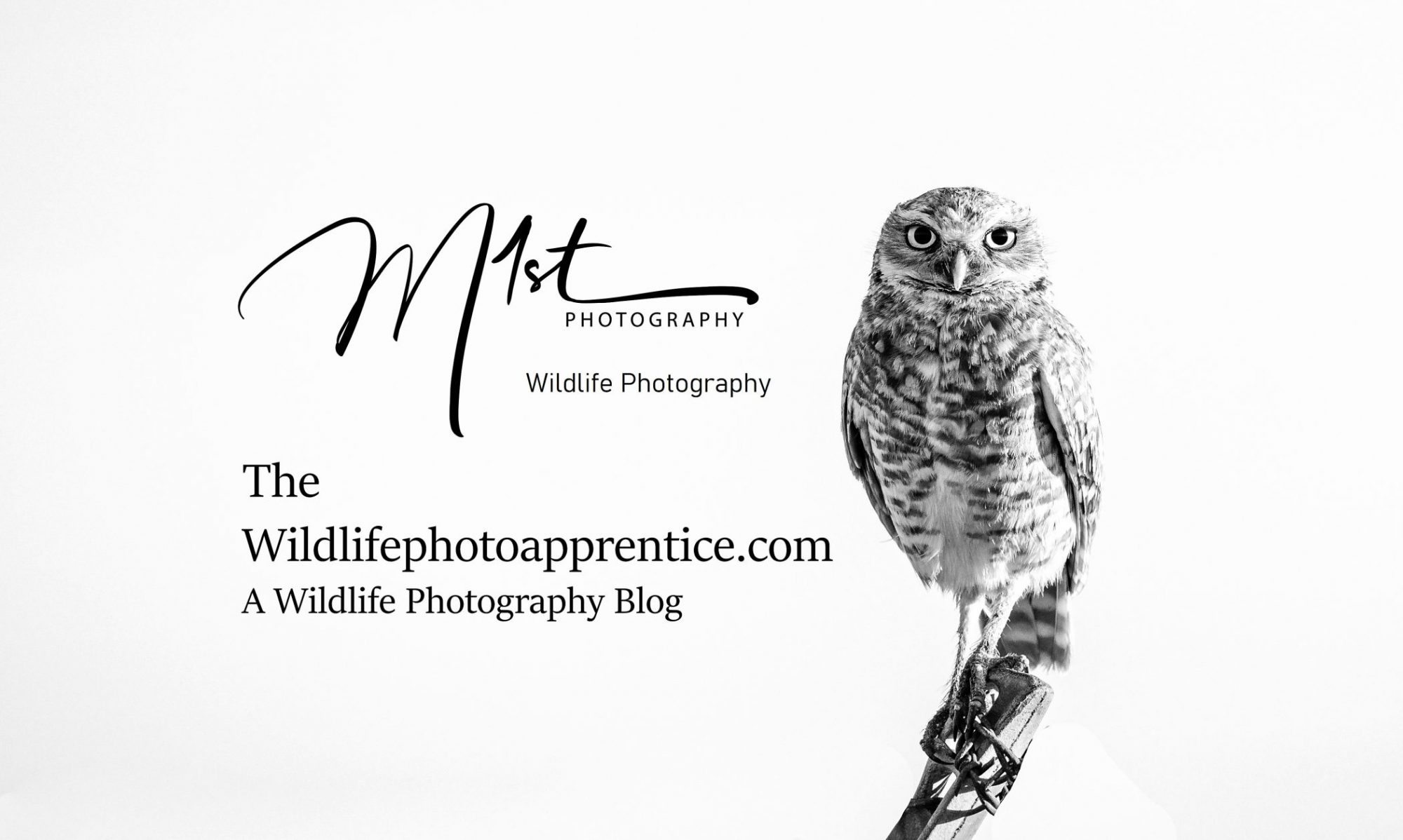 Yellowstone, a Wildlife Photographer's pilgrimage. The Wildlife