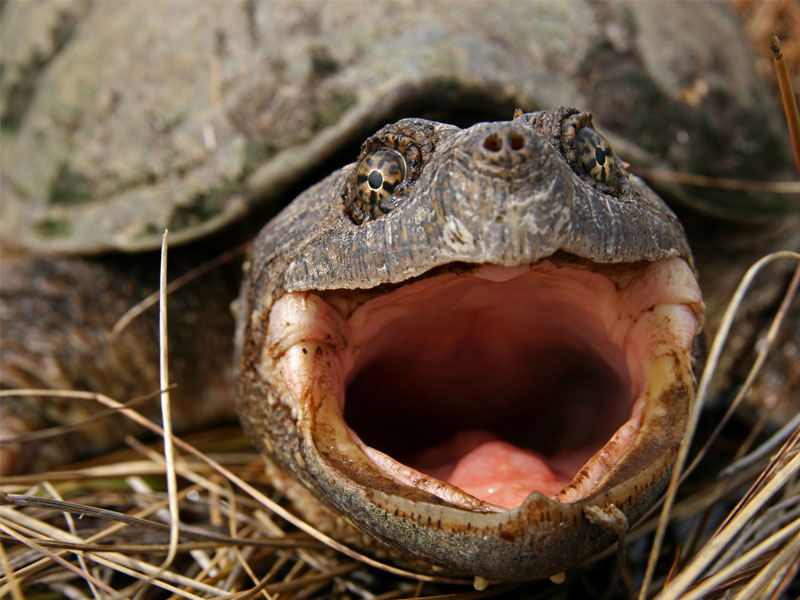 Species at Risk in Canada Wildlife Preservation Canada